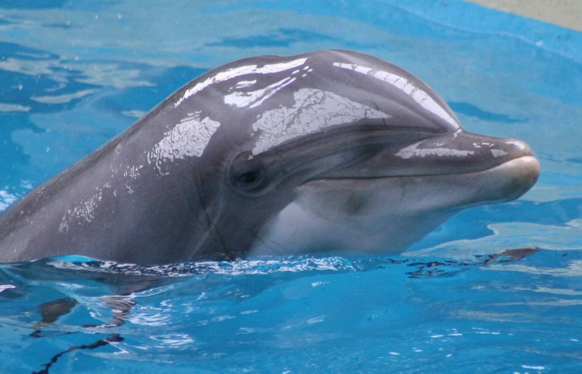 Дельфины мокрые