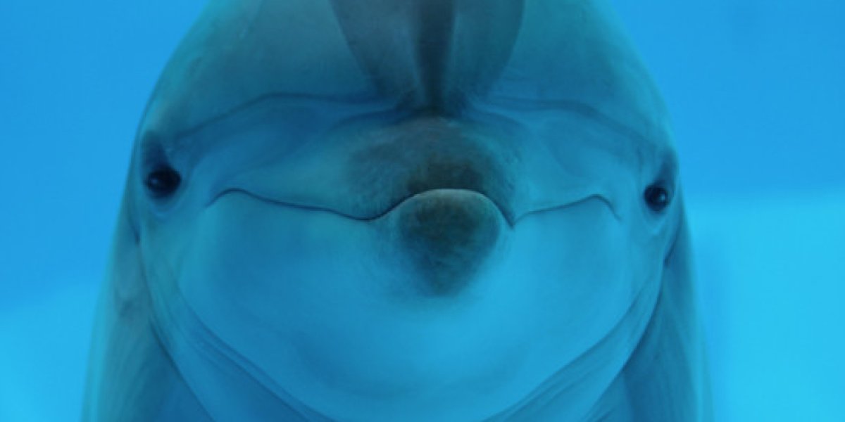 Дельфин Фрейзера