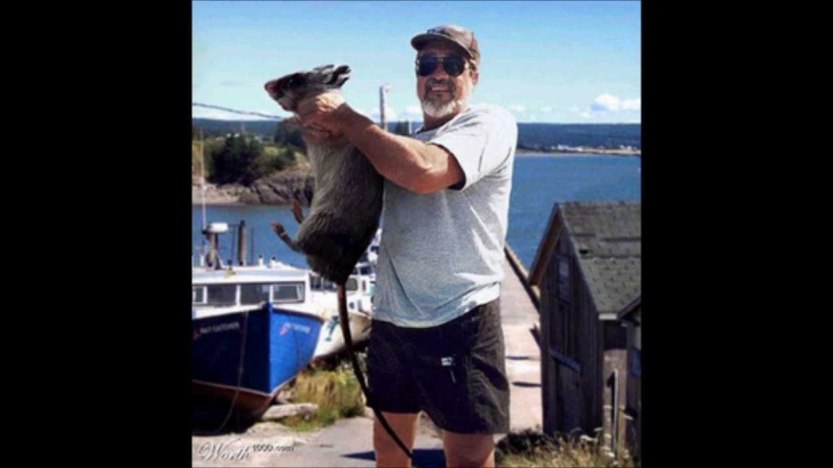 Шерстяная крыса Босави