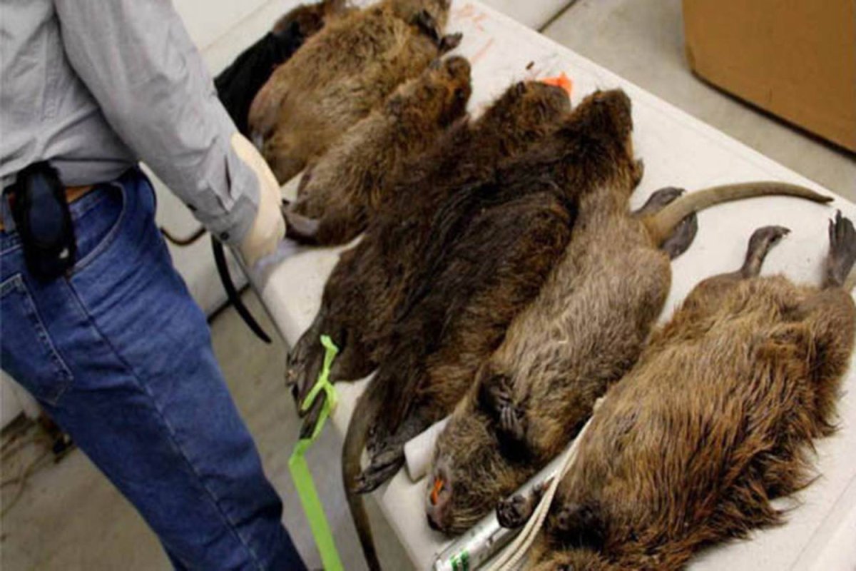 Крыса Босави