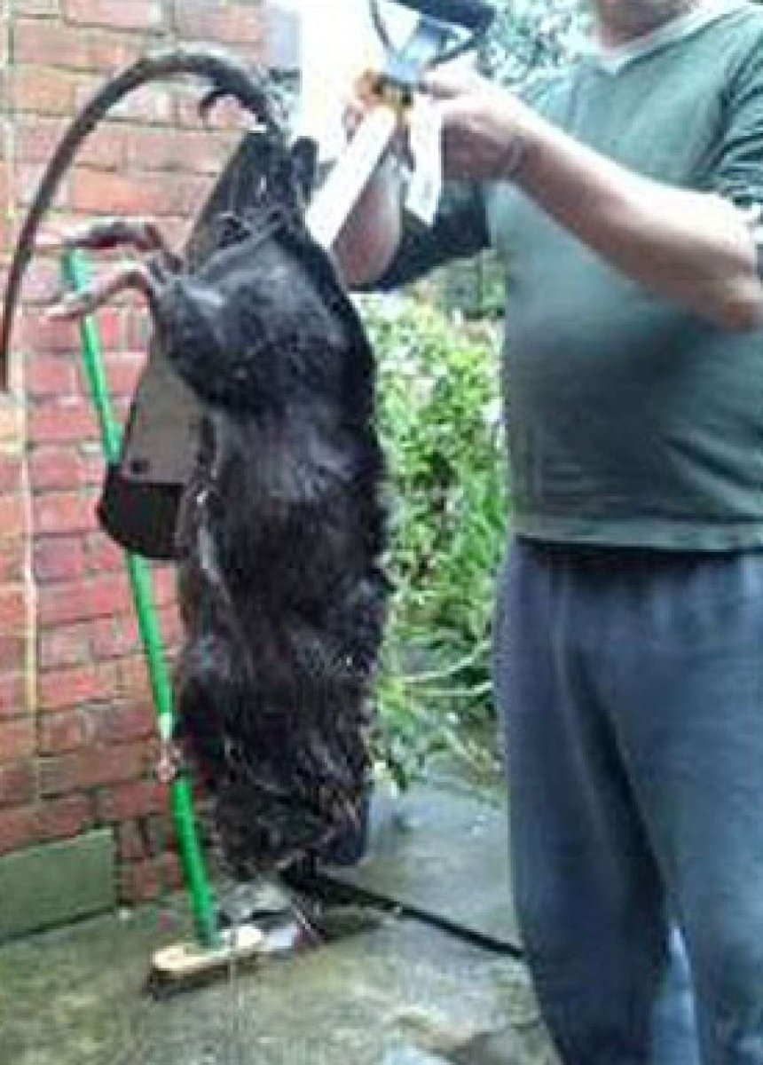 Афганская крыса людоед