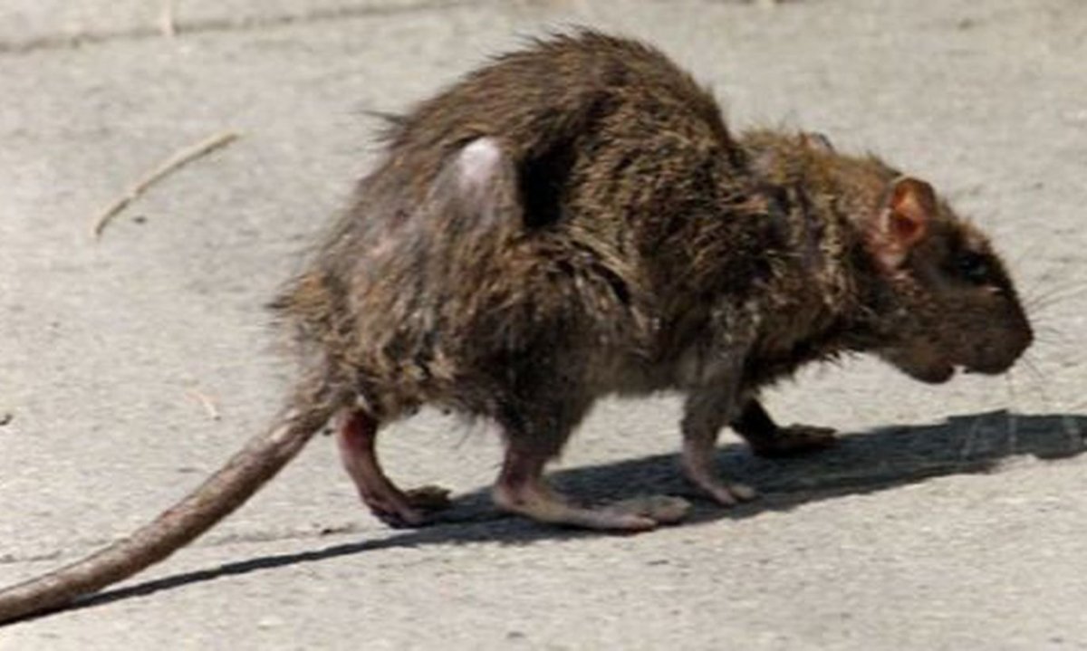 Крыса Пасюк в Московском метро