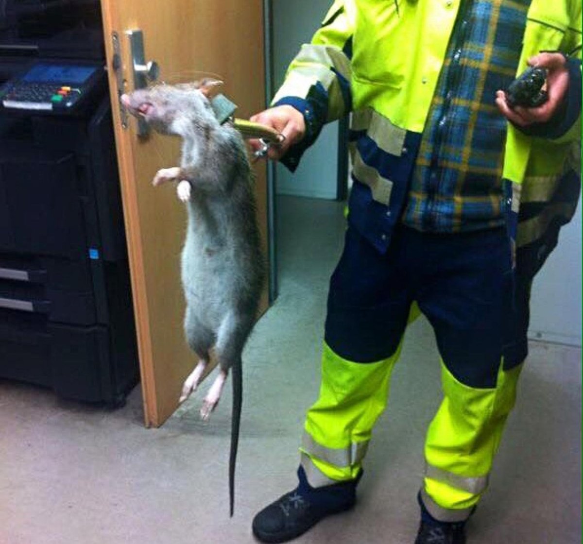 Крыса Пасюк