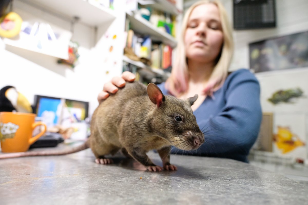 Шерстяная крыса Босави