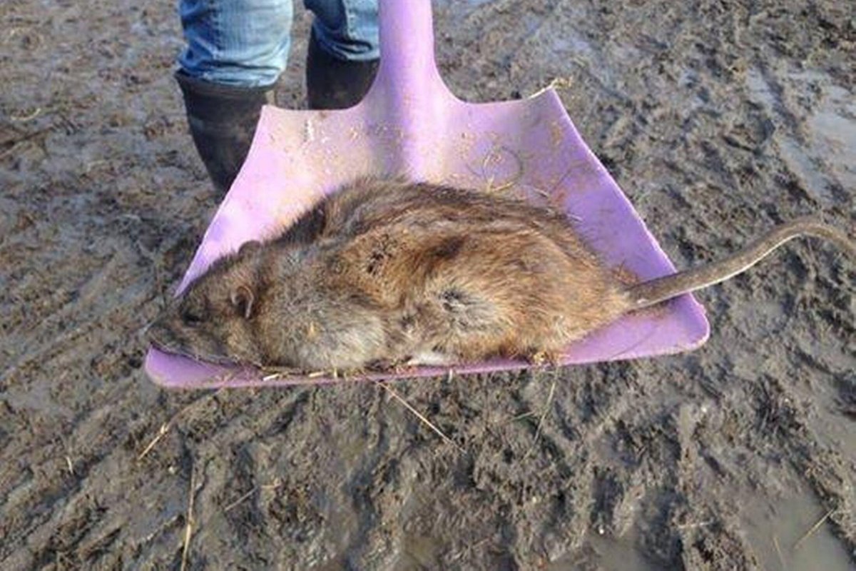 Зверек пакарана