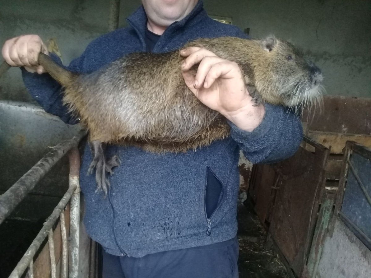 Гигантская крыса Флорес