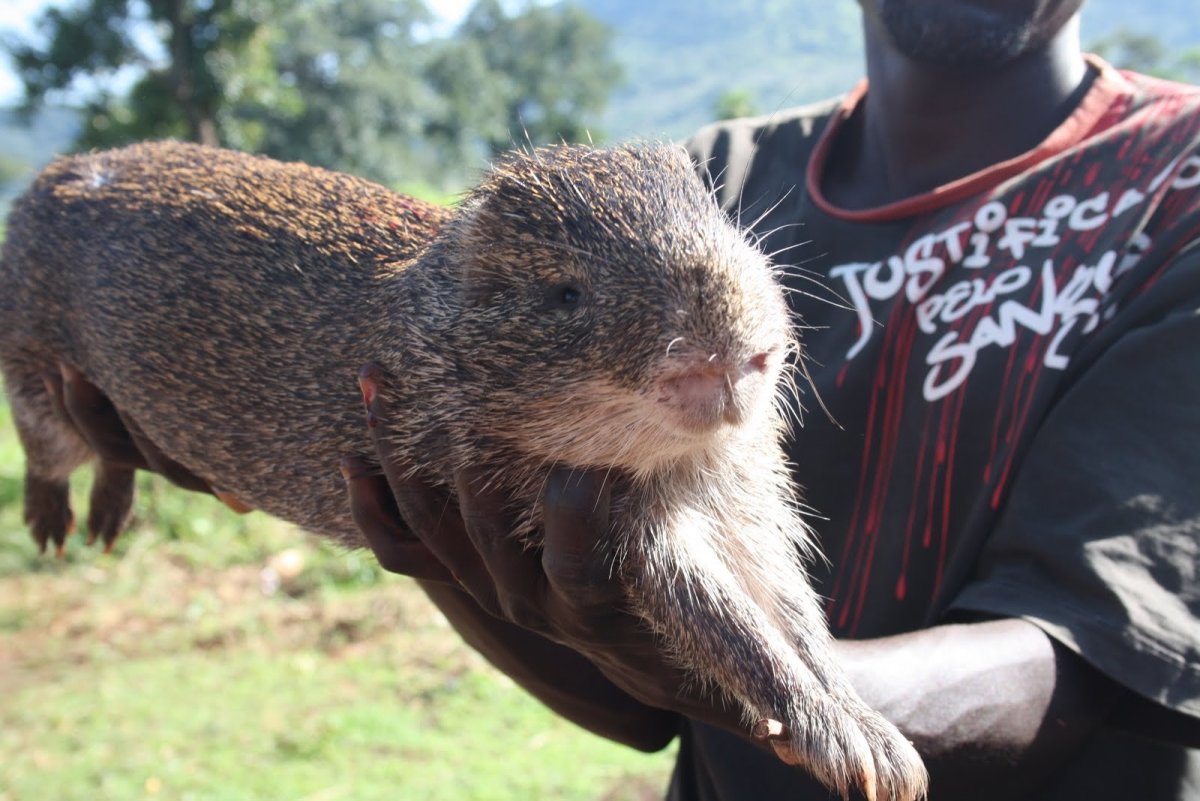 Вомбат Патрик