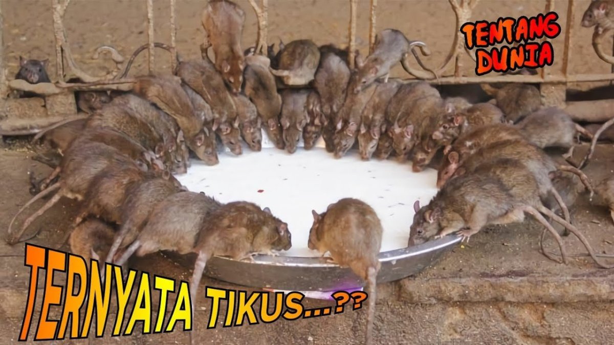 Животное похожее на большую крысу