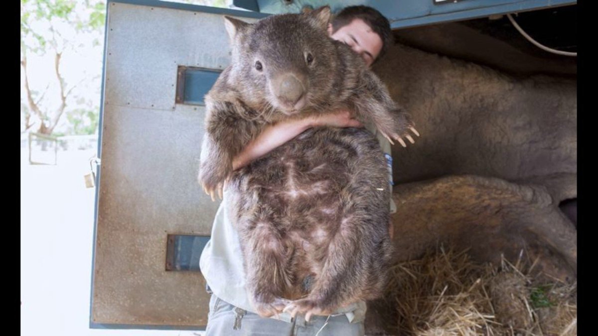 Тайланд рынки животных