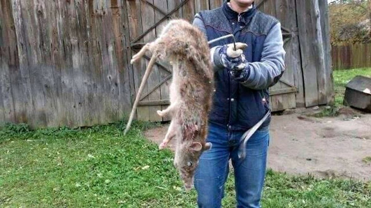 Огромные домашние крысы