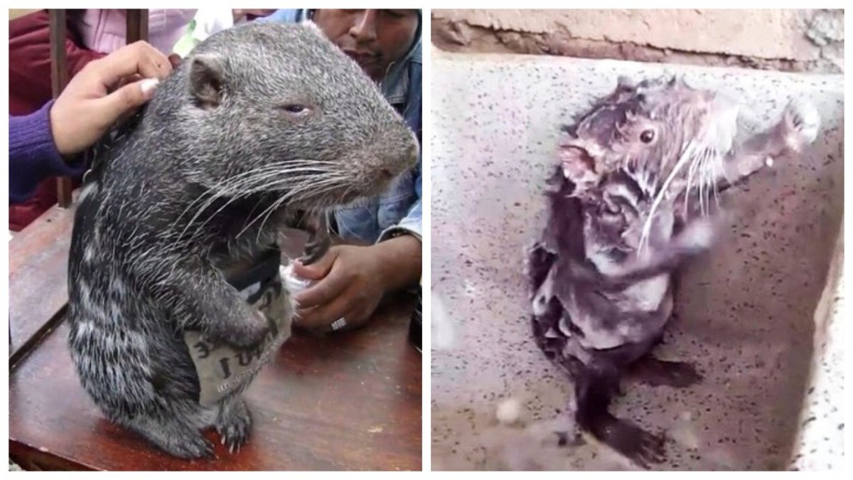 Самая большая мышь в мире пакарана