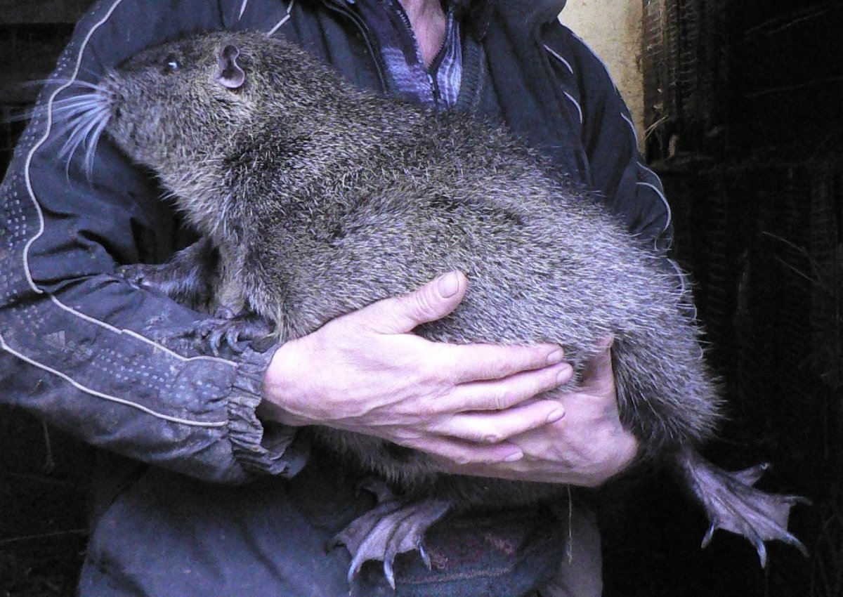 Гамбийская сумчатая крыса