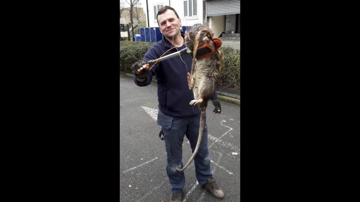 Myocastor coypus нутрия