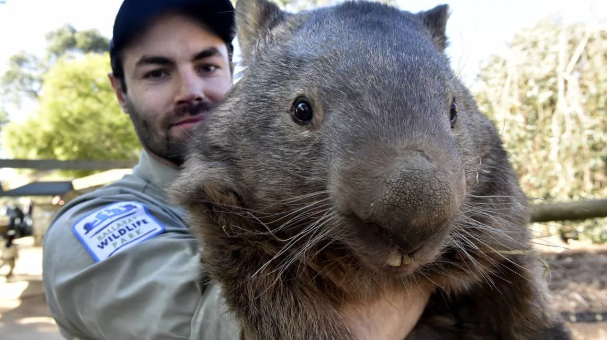 Австралийский хомяк вомбат
