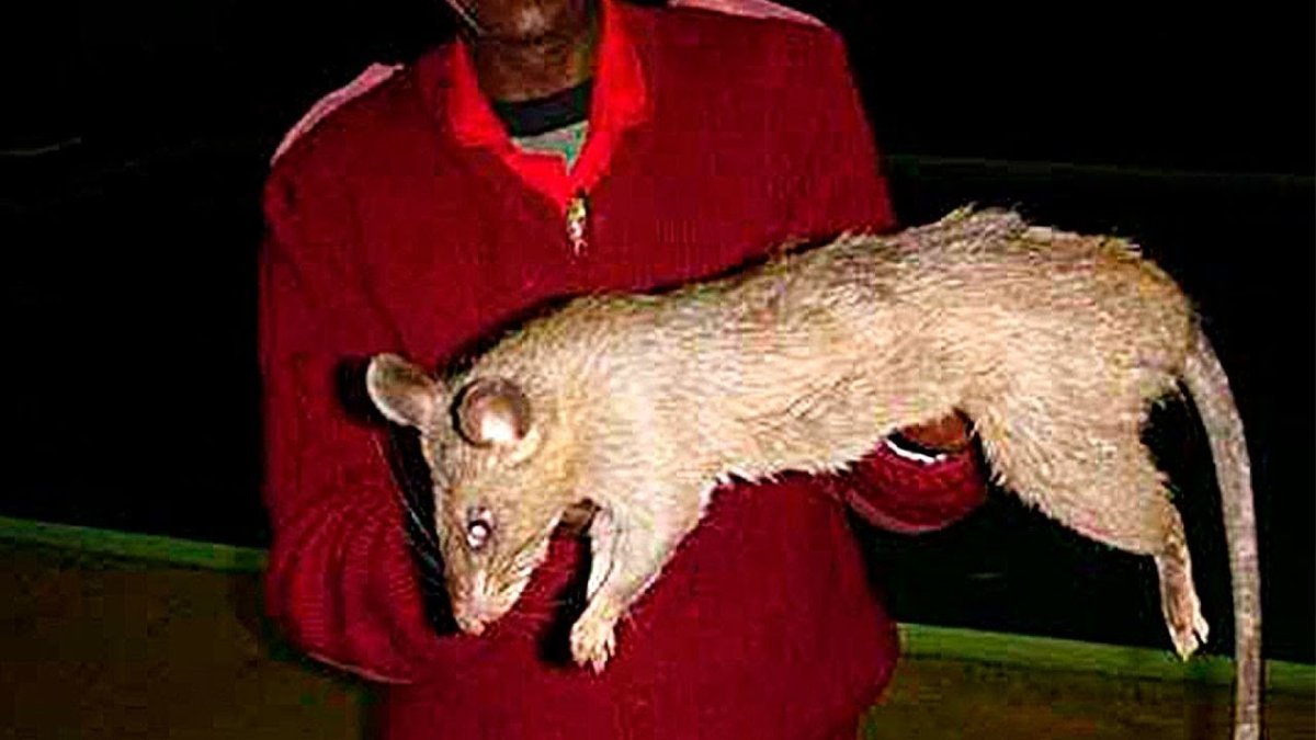 Огромная мышь пакарана