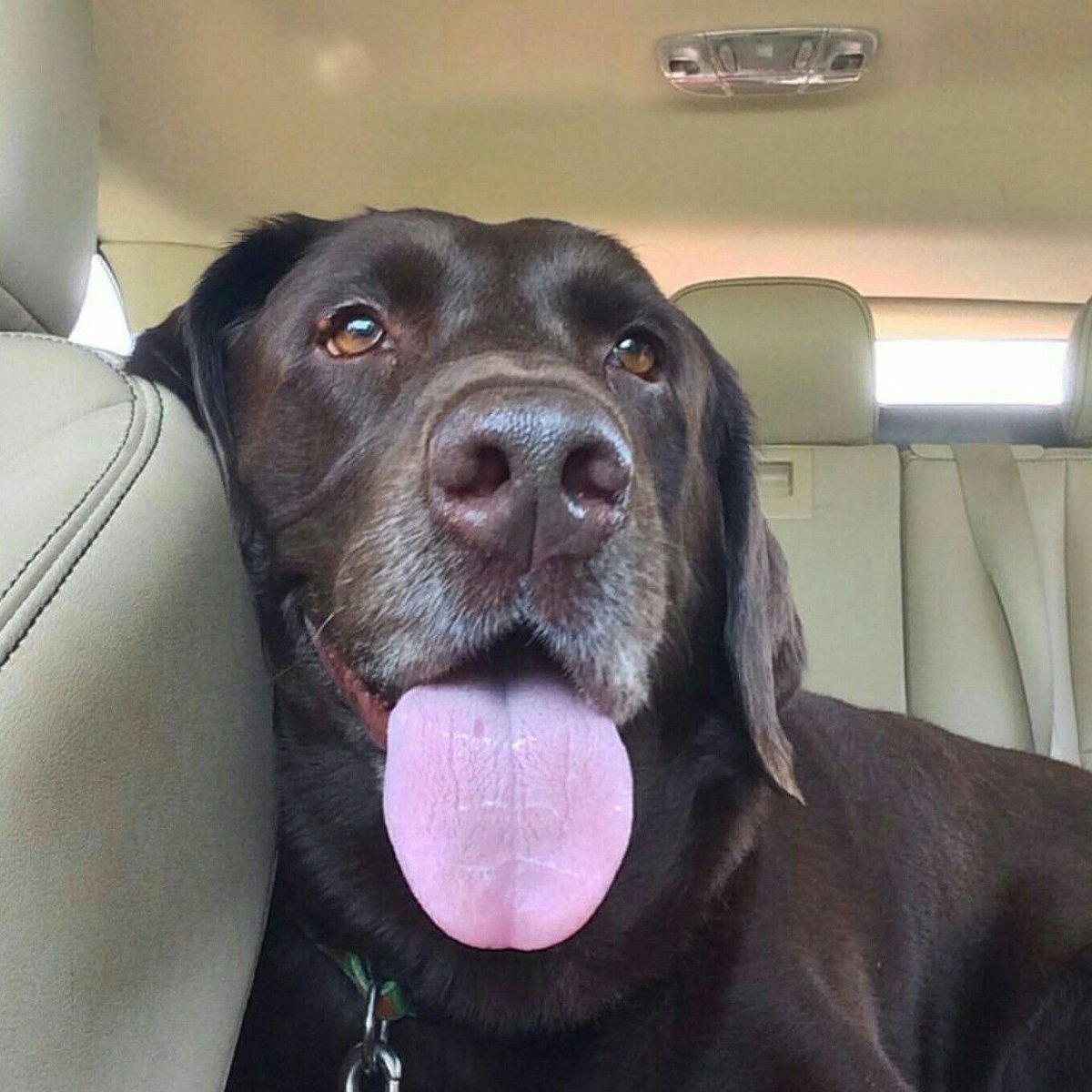 Шоколадный лабрадор зимой