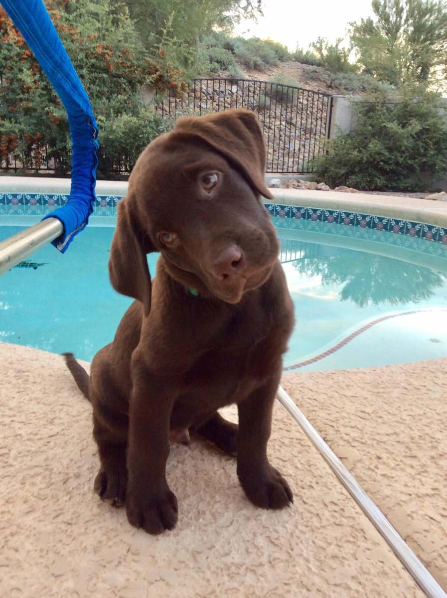 Красный лабрадор