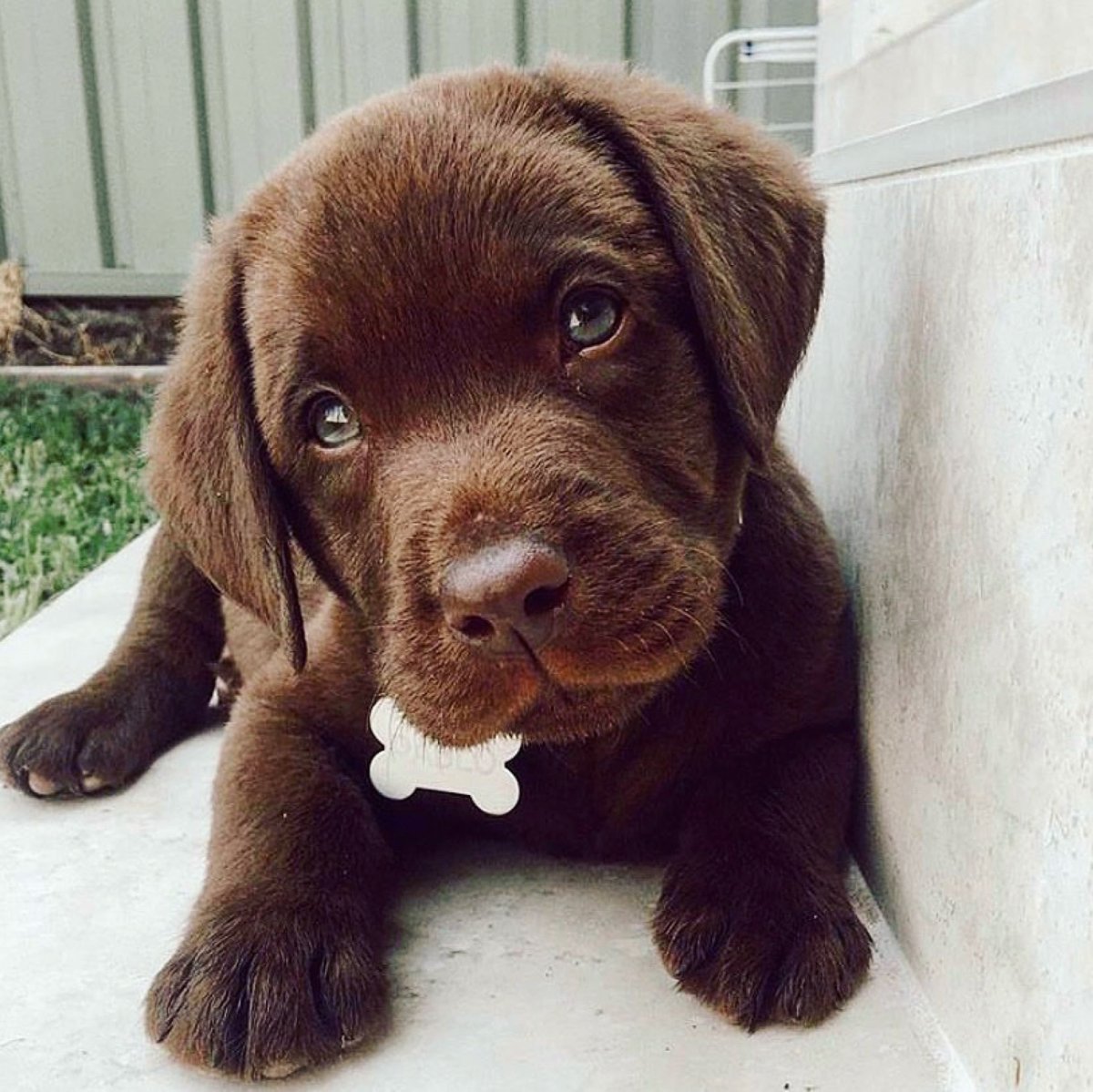 Лабрадор ретривер породы собак щенки