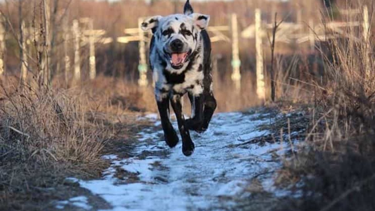 Лабрадор пятнистый