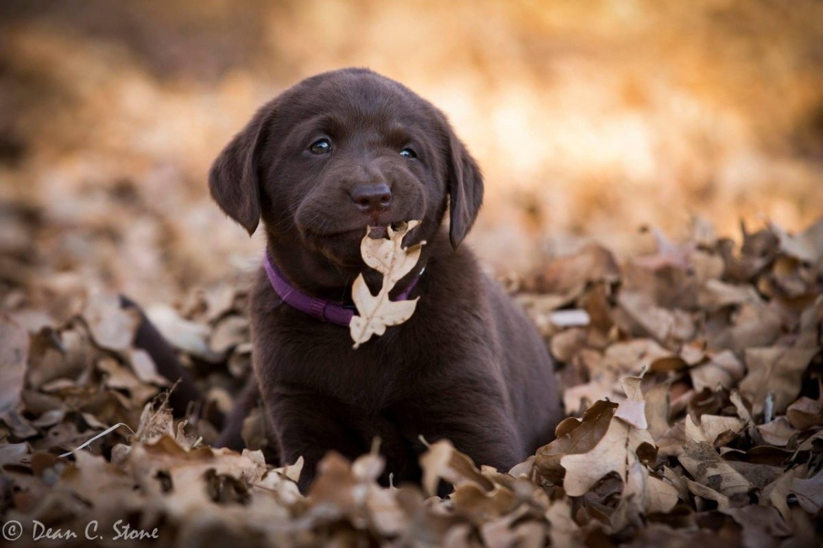 Слезы радости от щенка картинка