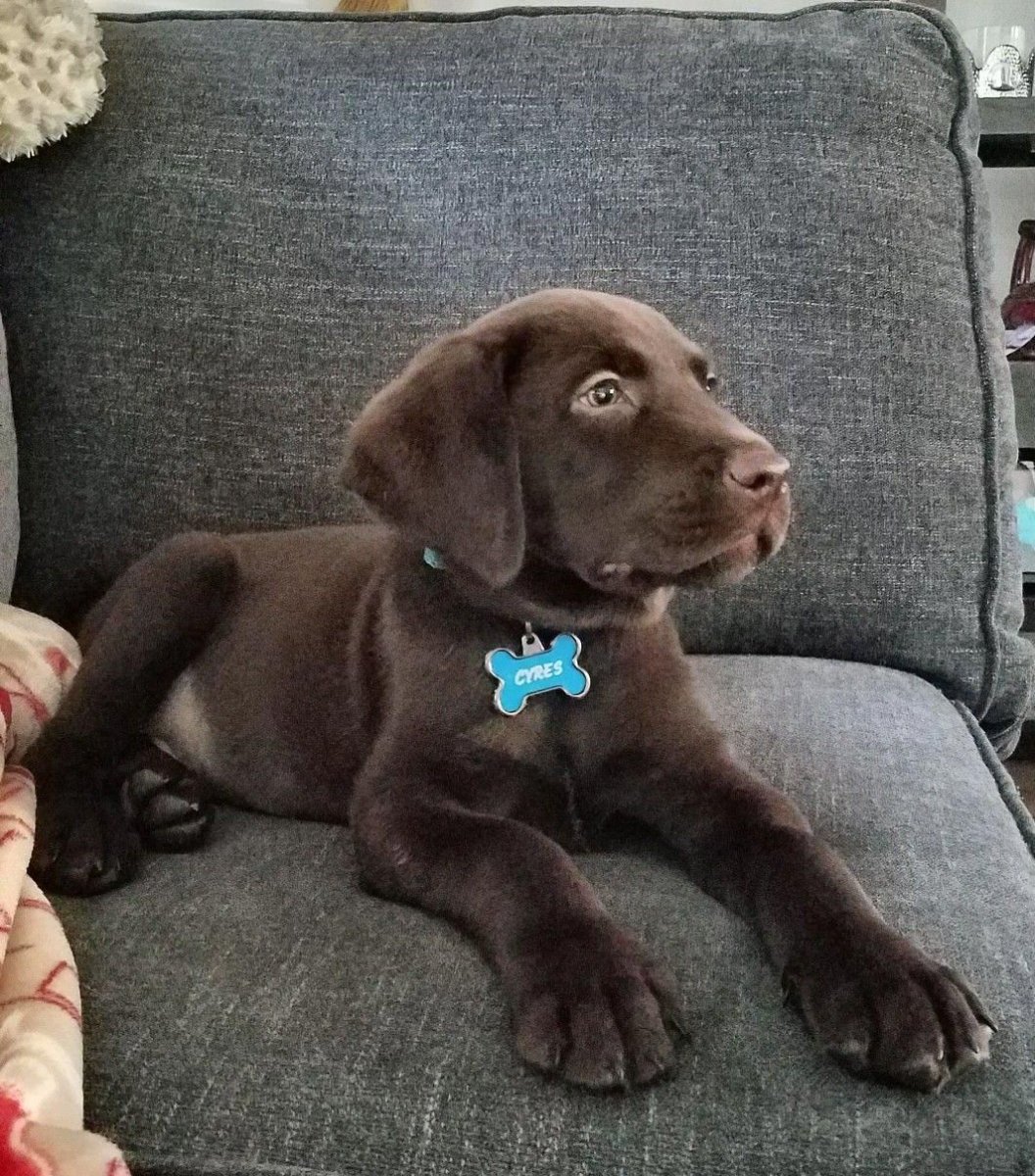 Бигль собака шоколадный