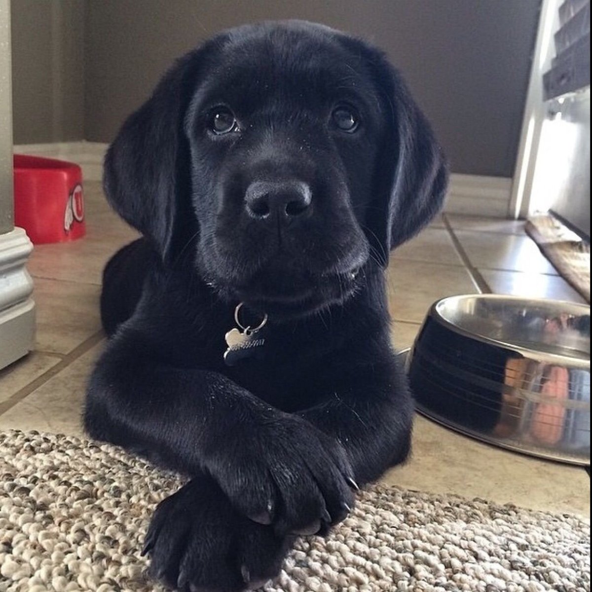 Лабрадор-ретривер и золотистый ретривер