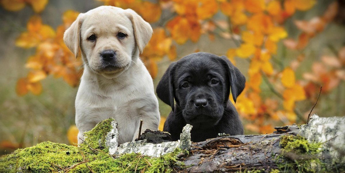 Шоколадный лабрадор Зума