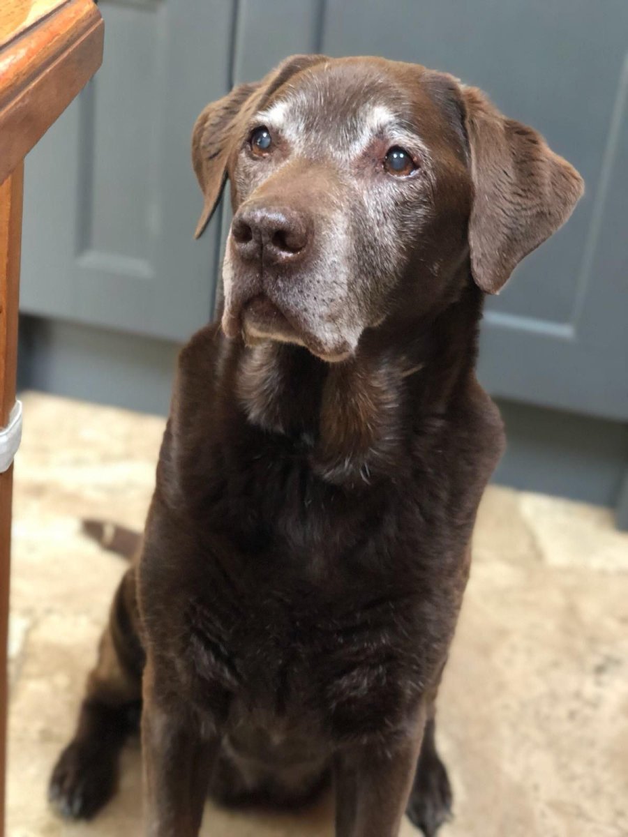 Розовый лабрадор окрас