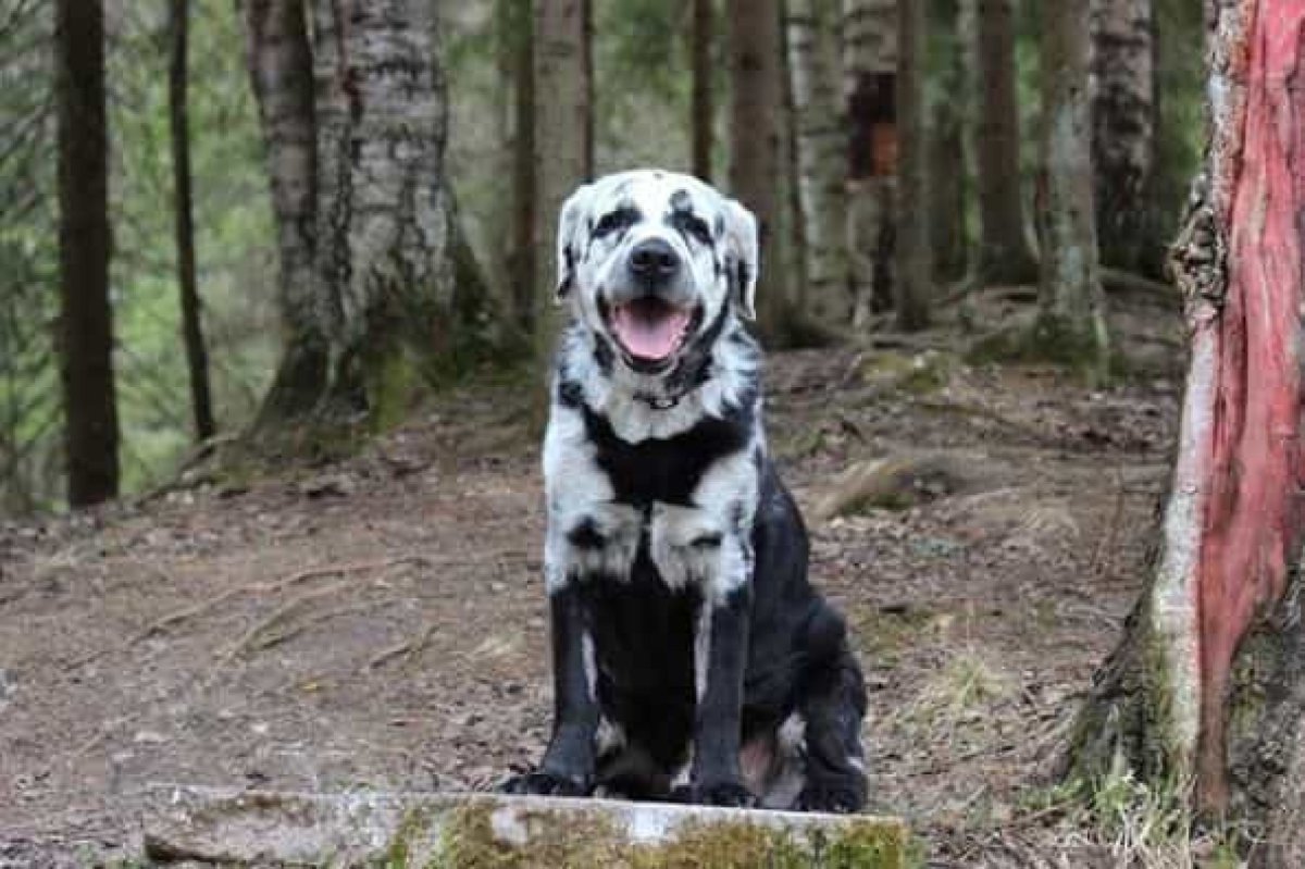 Испуганный лабрадор