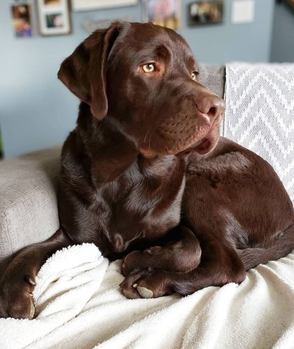 Шоколадный пушистый лабрадор