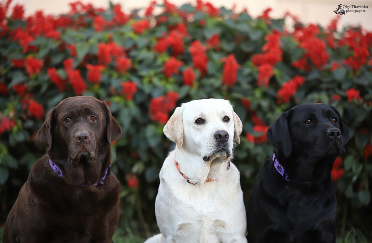 Лабрадор в квартире