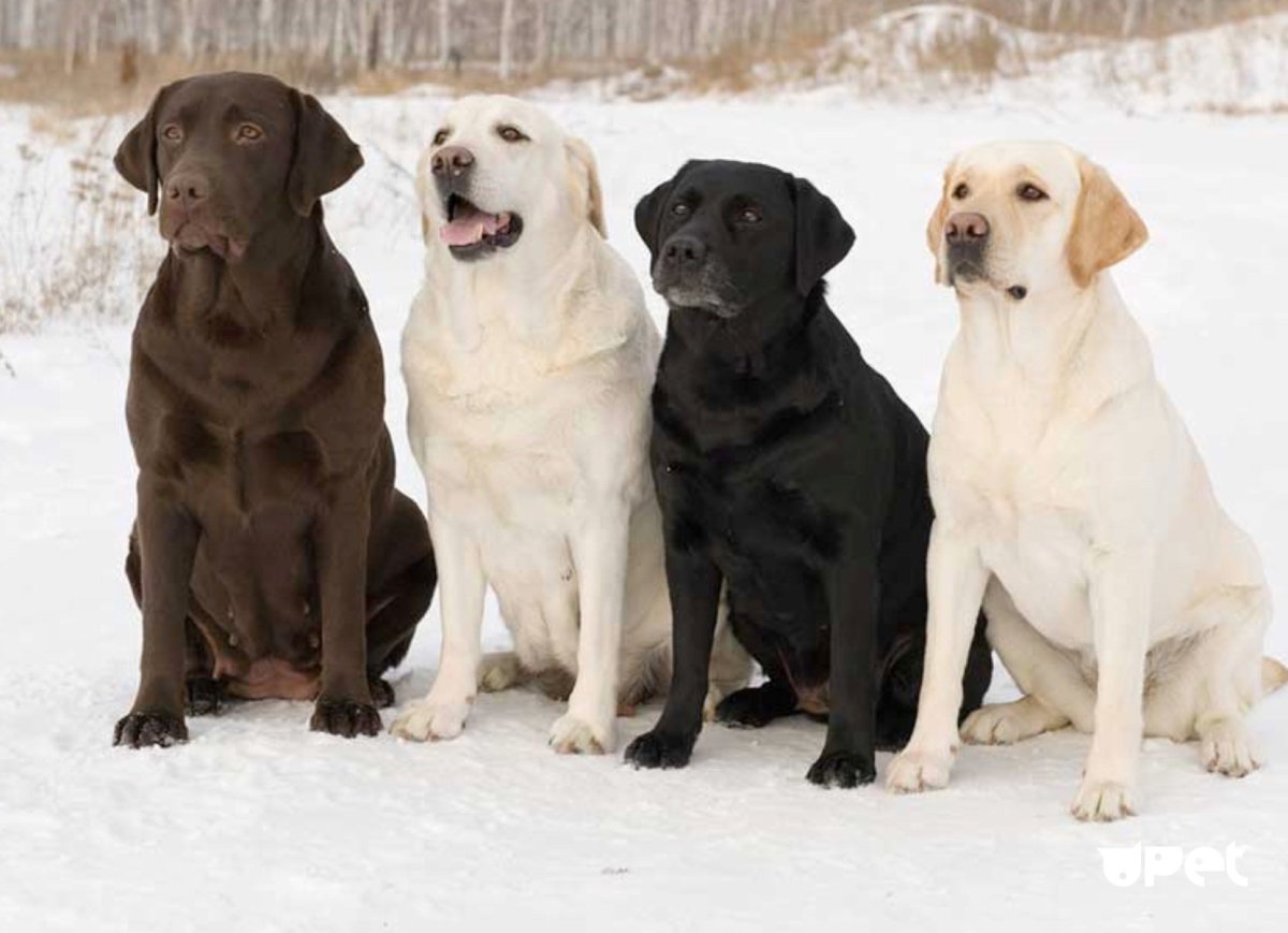 Шоколадный лабрадор щенок зима
