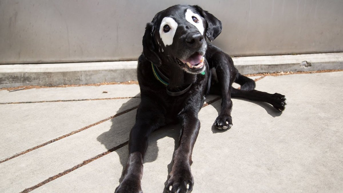 Лабрадор ретривер