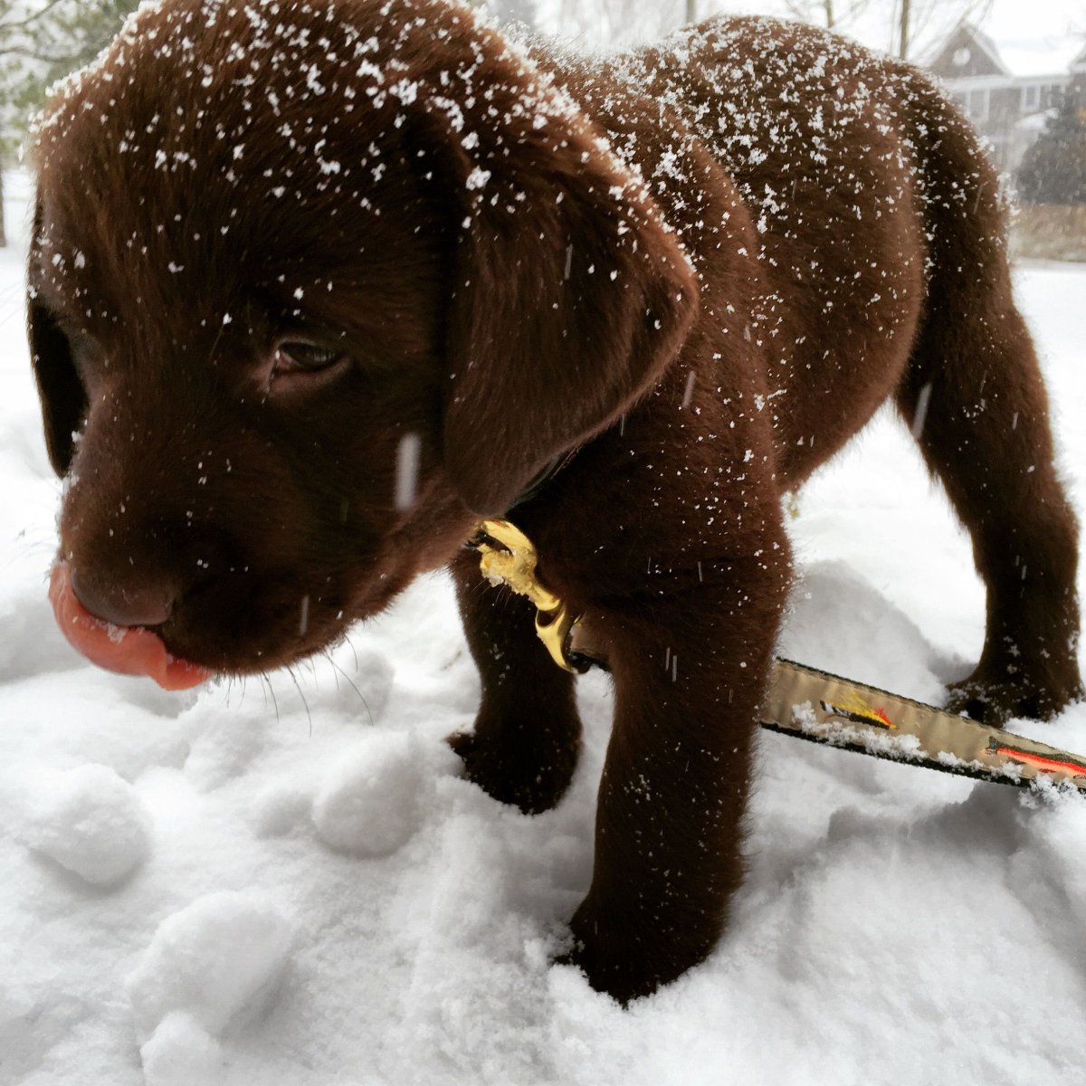 Лабрадор ретривер 1 год