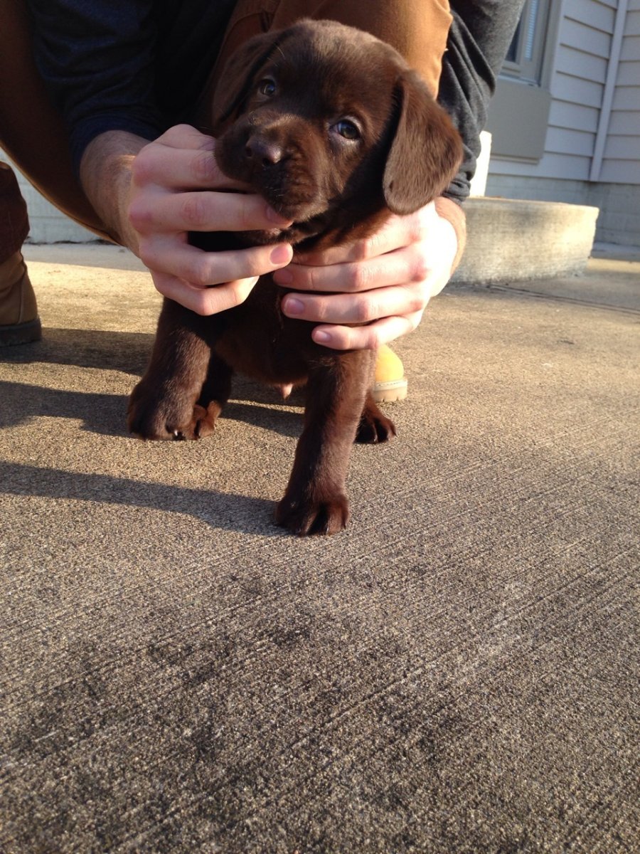 Лысый лабрадор