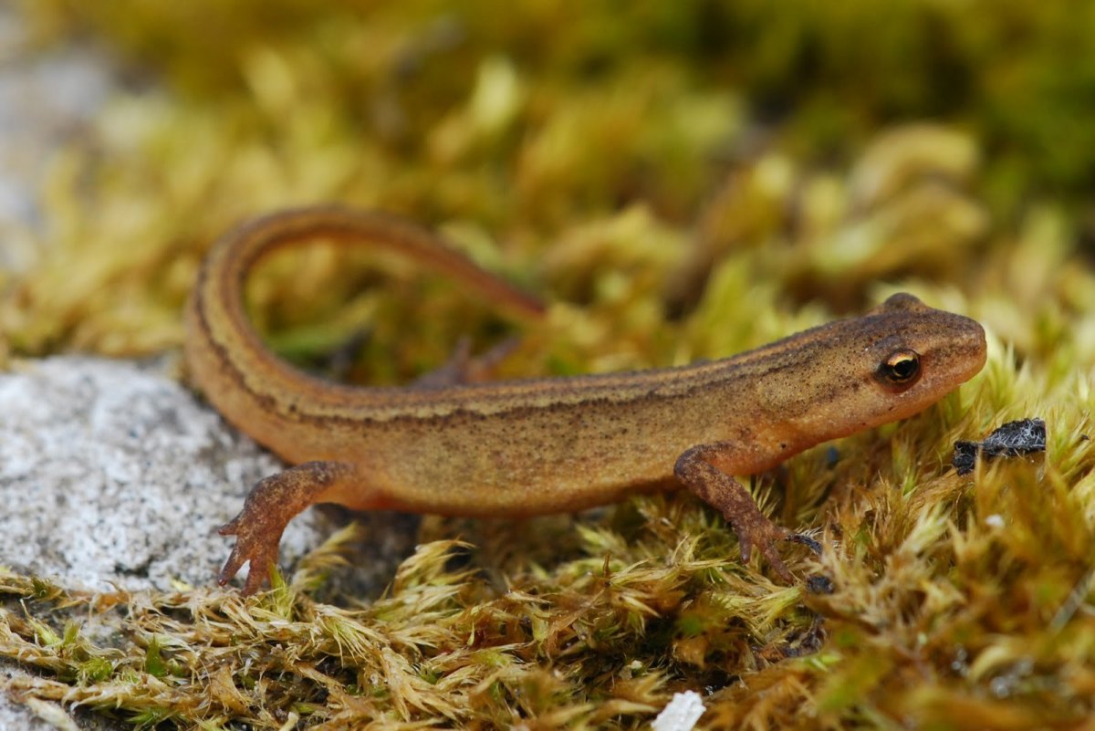 Обыкновенный Тритон Lissotriton vulgaris