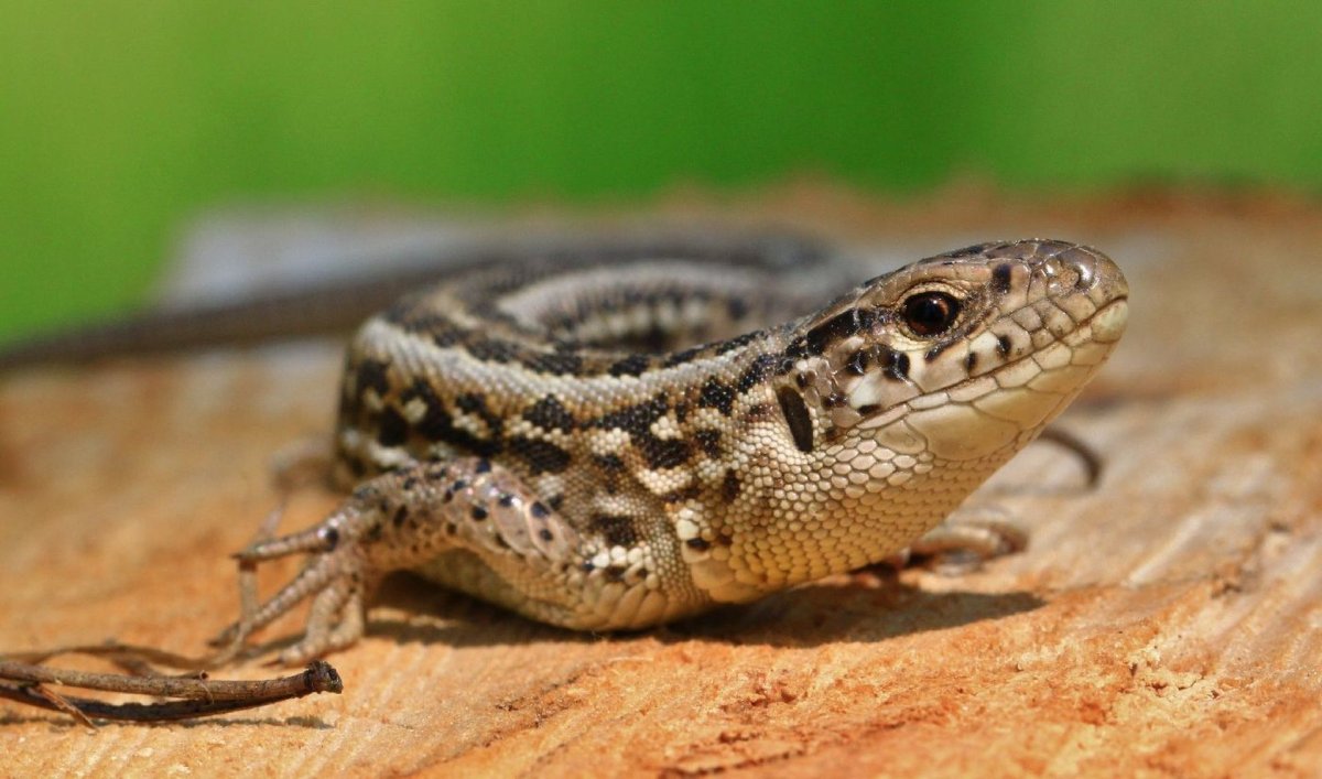 Ящерица прыткая Тритон