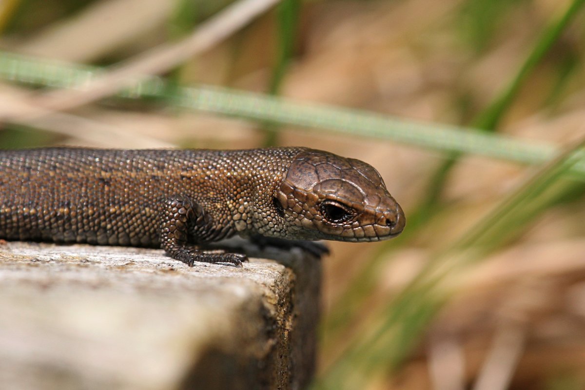 Маленькая живородящая ящерица