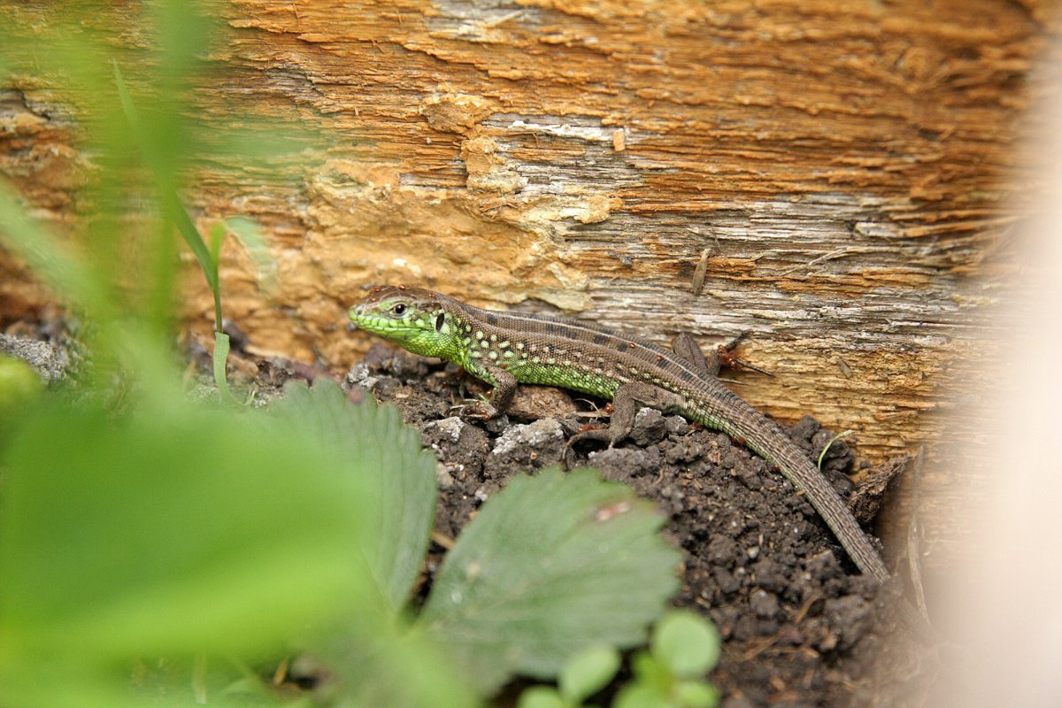 Прыткая ящерица Lacerta Agilis