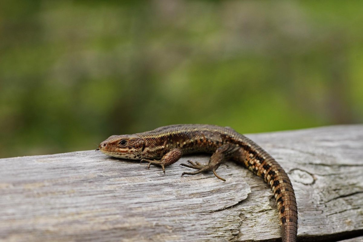 Живородящая ящерица