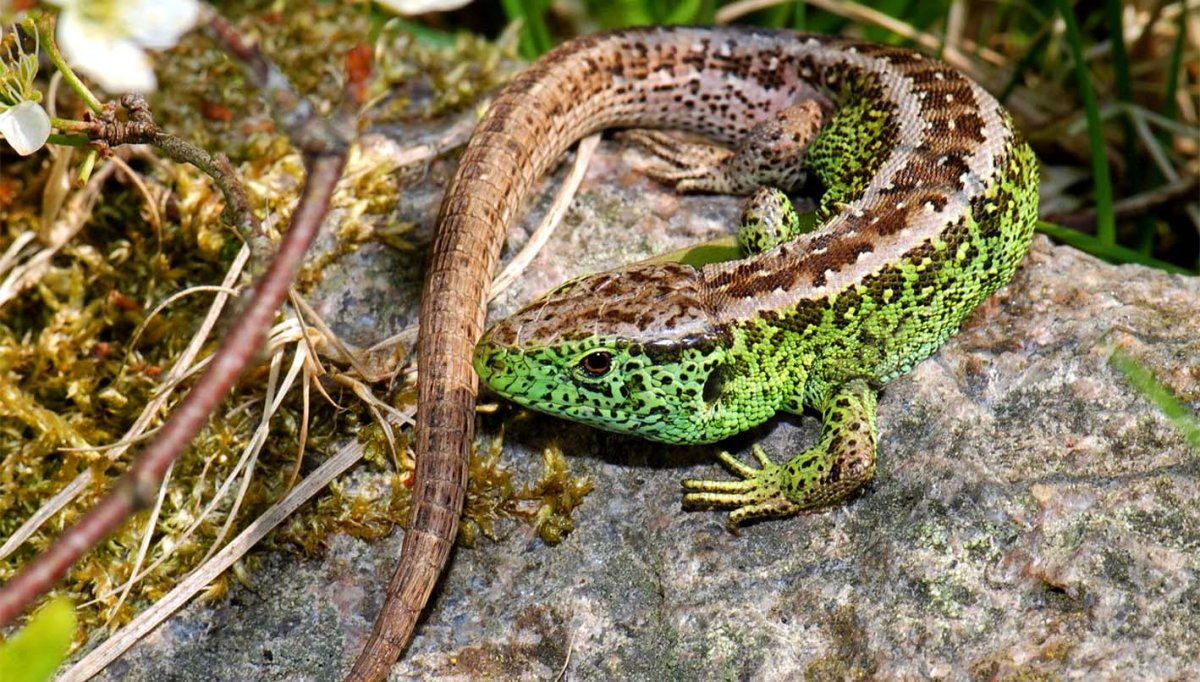 Прыткая ящерица Lacerta Agilis