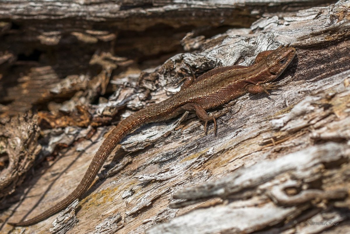Байкальский заповедник живородящая ящерица