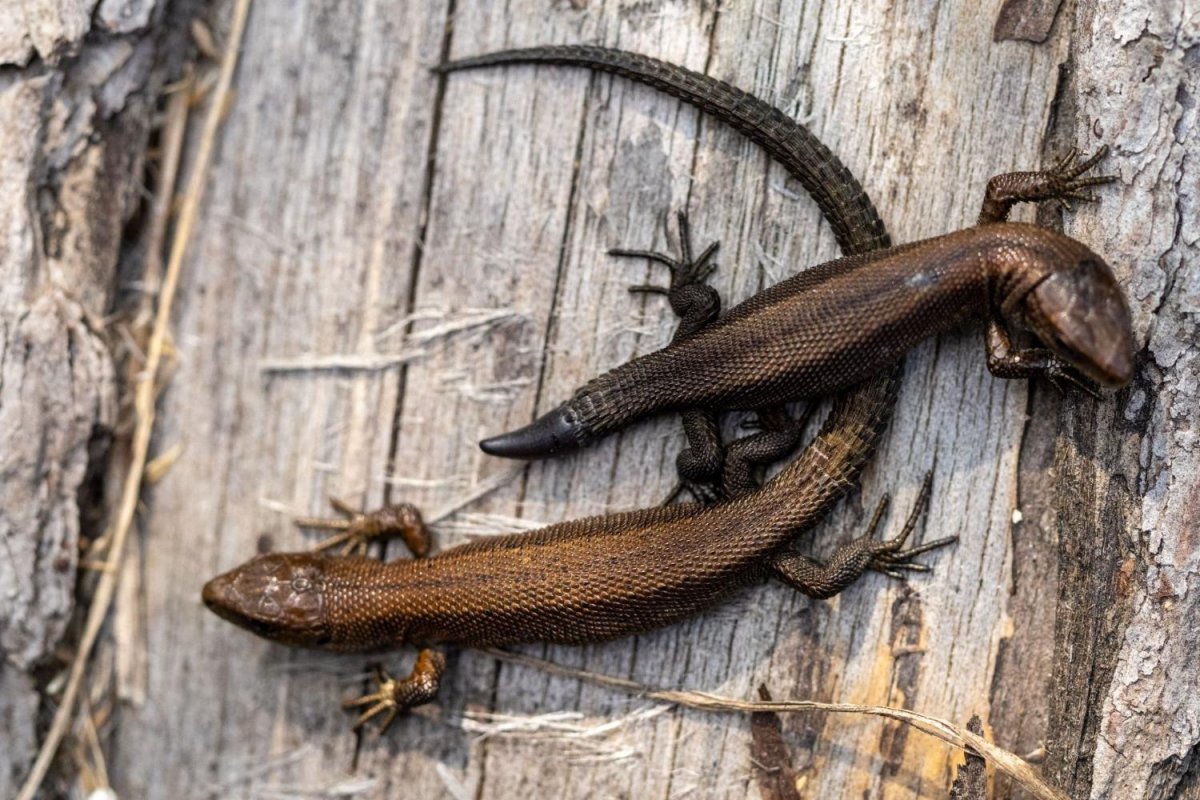 Живородящая ящерица Байкал