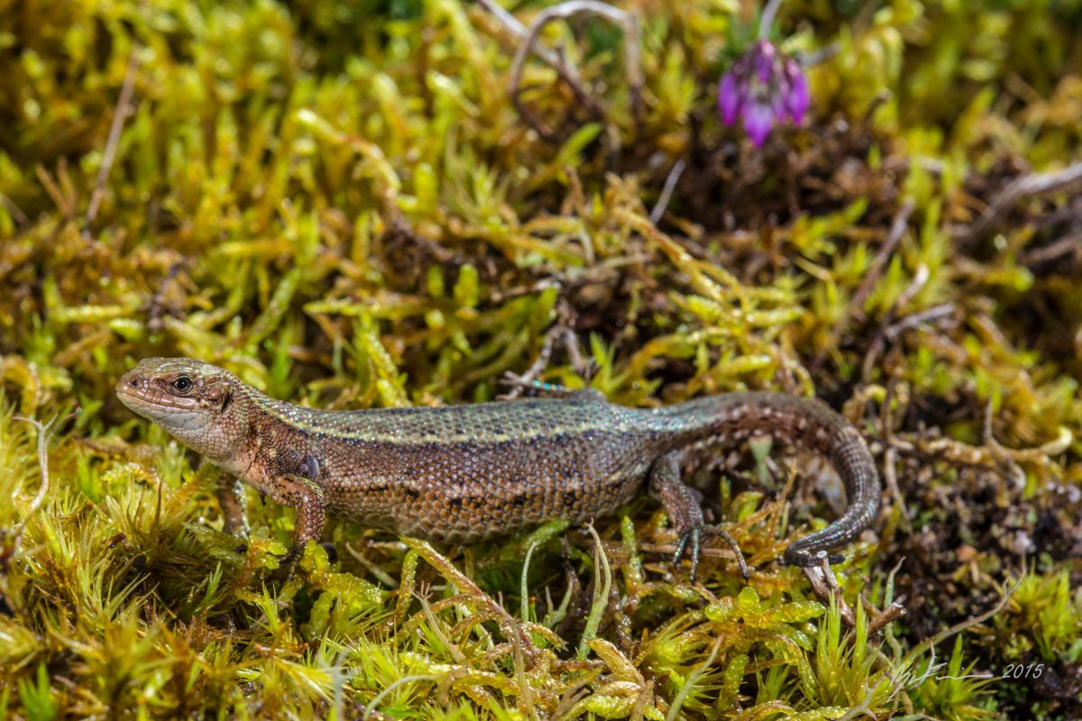 Живородящая ящерица в террариуме