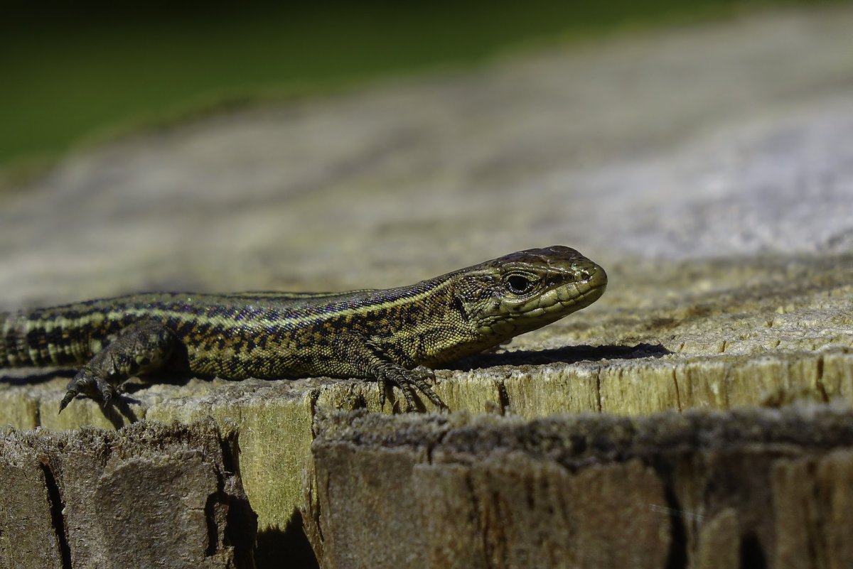 Ящерица в Башкортостане