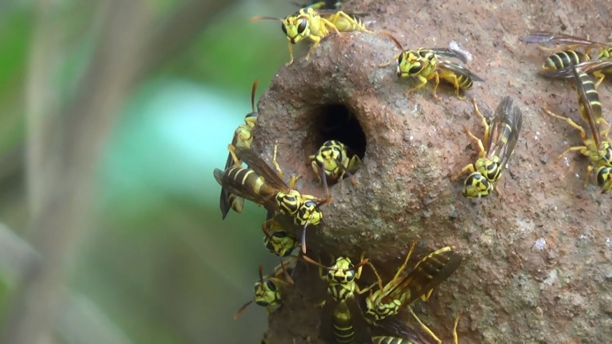 Гнездо ТАРАНТУЛОВОГО ястреба