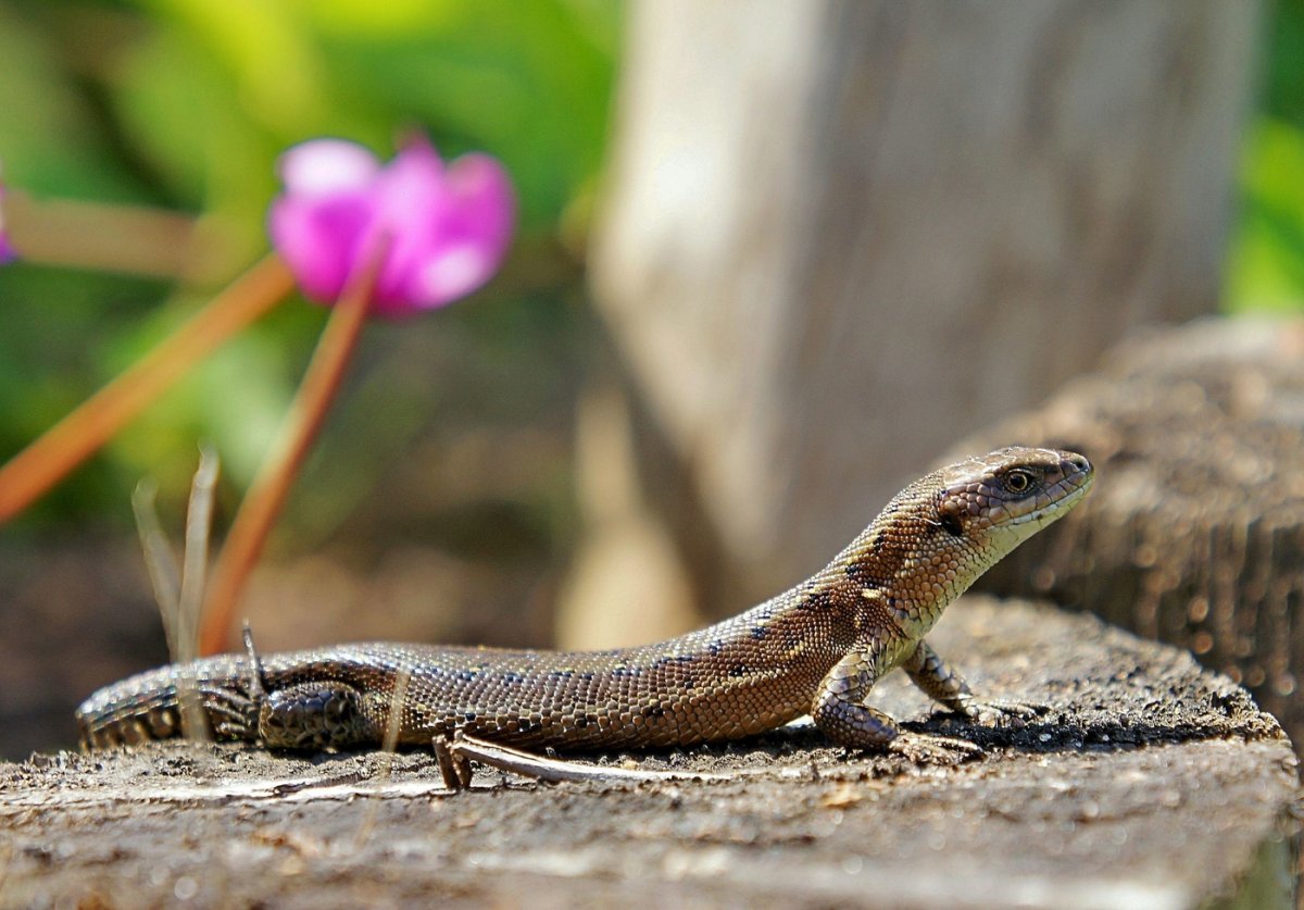 Живородящая ящерица фото