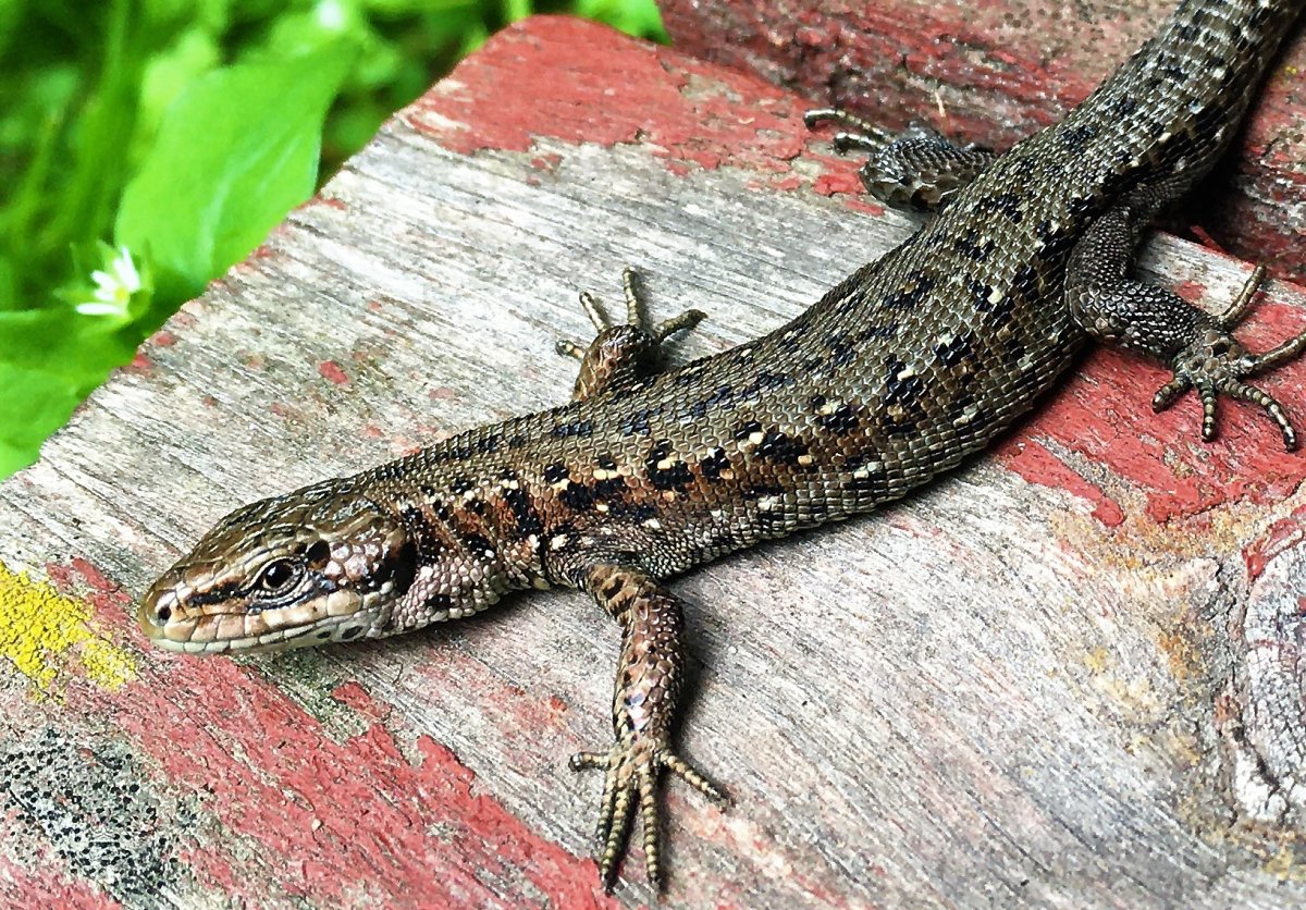 Ящерица но не ящерица фото