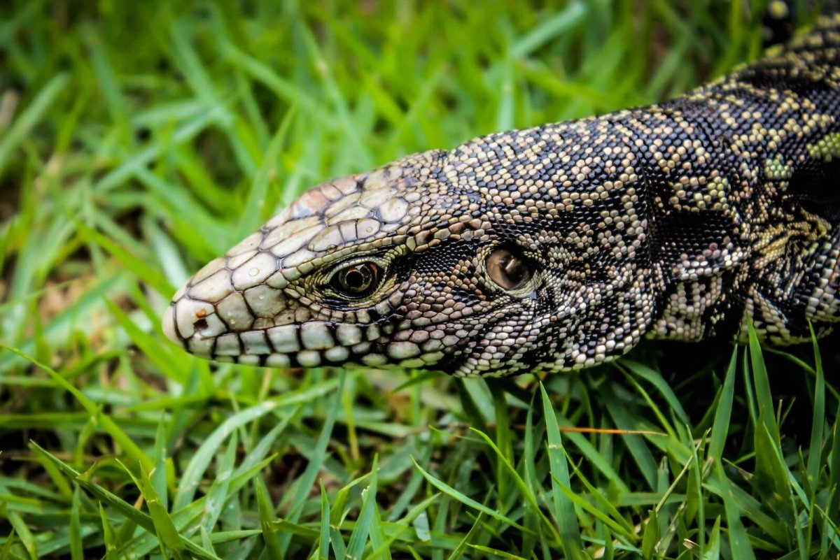 Пресмыкающиеся Варан