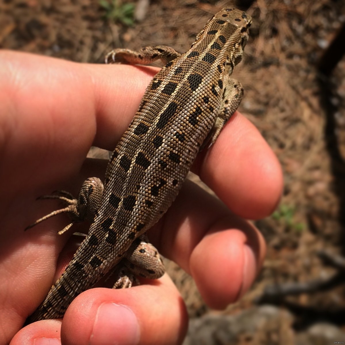 Прыткая ящерица